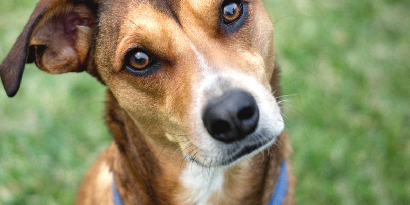 TJMG decide que guarda de animais de estimação não deve ser tratada pelo Direito de Família